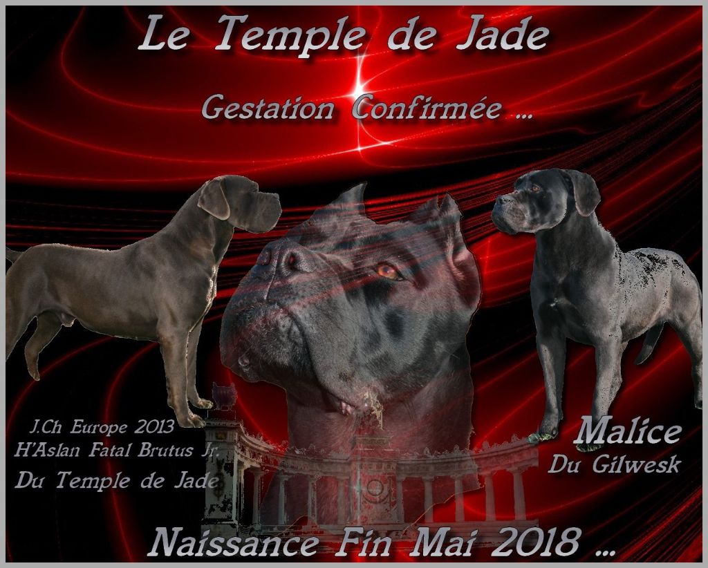 du temple de jade - Gestation confirmée ...