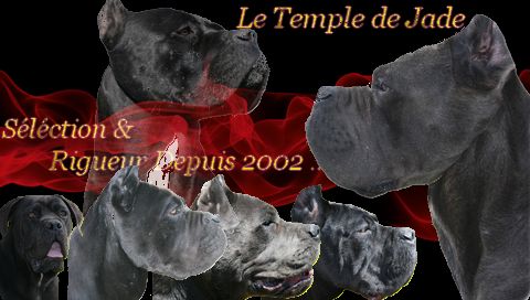 du temple de jade - Nouvelle bannière ...