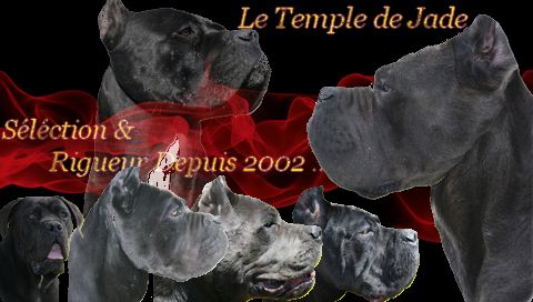 du temple de jade - Résultat du Cac d'Aurillac    ...