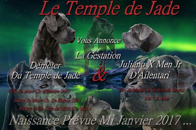 du temple de jade - Gestation Confirmée ...