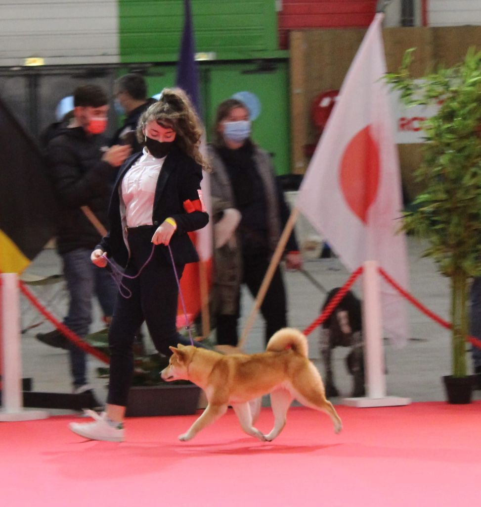 du temple de jade - Résultats du Paris Dog Show 2022...