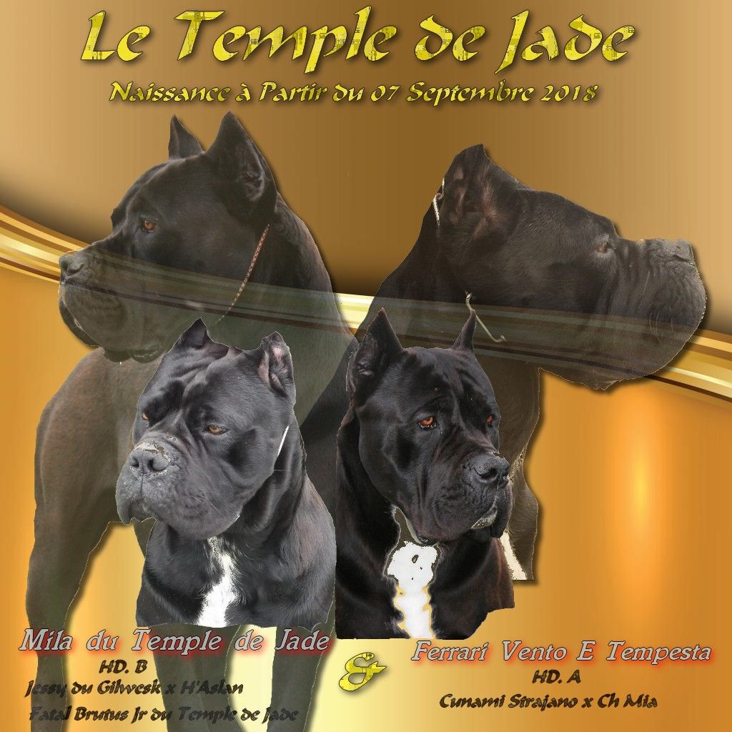 du temple de jade - Naissance des chiots de Mila ...