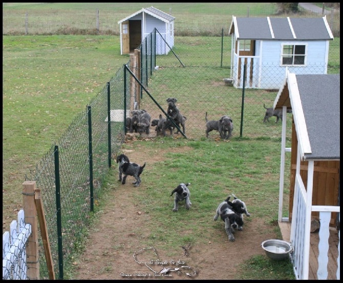 du temple de jade - Nos chiots en Parc ...