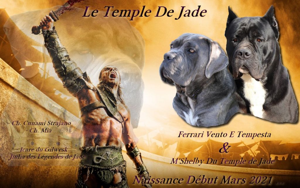 du temple de jade - Gestation Confirmée ...