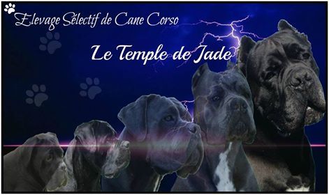 du temple de jade - Plusieurs chiens et chiots à vendre ...