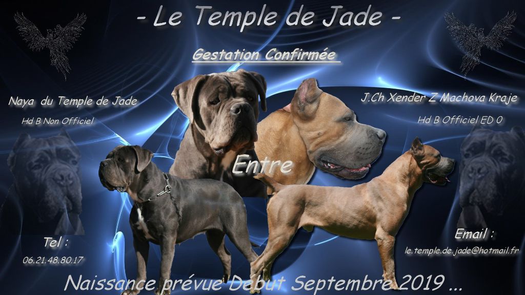 du temple de jade - Gestation Confirmée ...