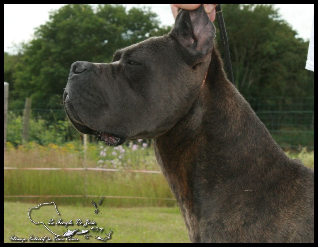 du temple de jade - Un Cane Corso ...