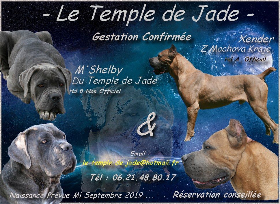 du temple de jade - Gestation Confirmée ...