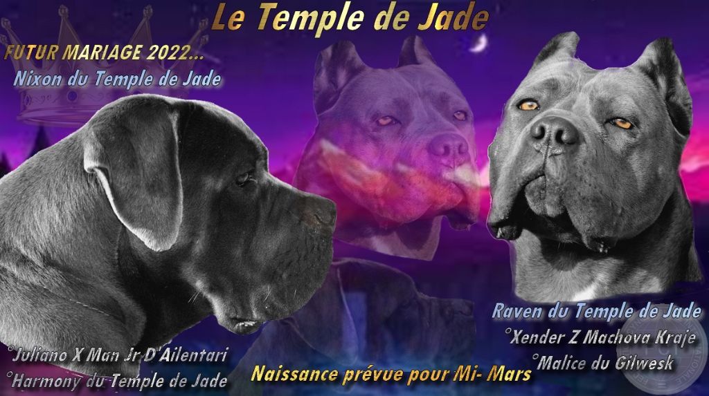 du temple de jade - Gestation confirmée ...