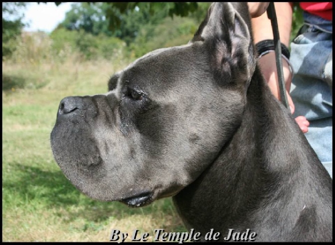 du temple de jade - Naissance de chiots Cane Corso ...