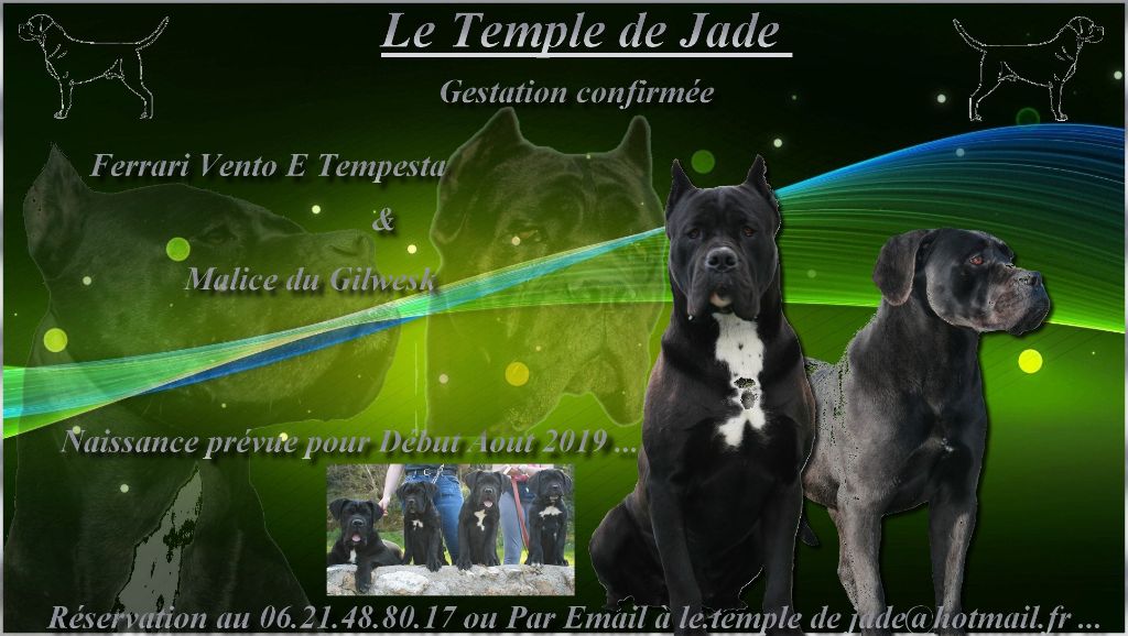 du temple de jade - Gestation Confirmée ...