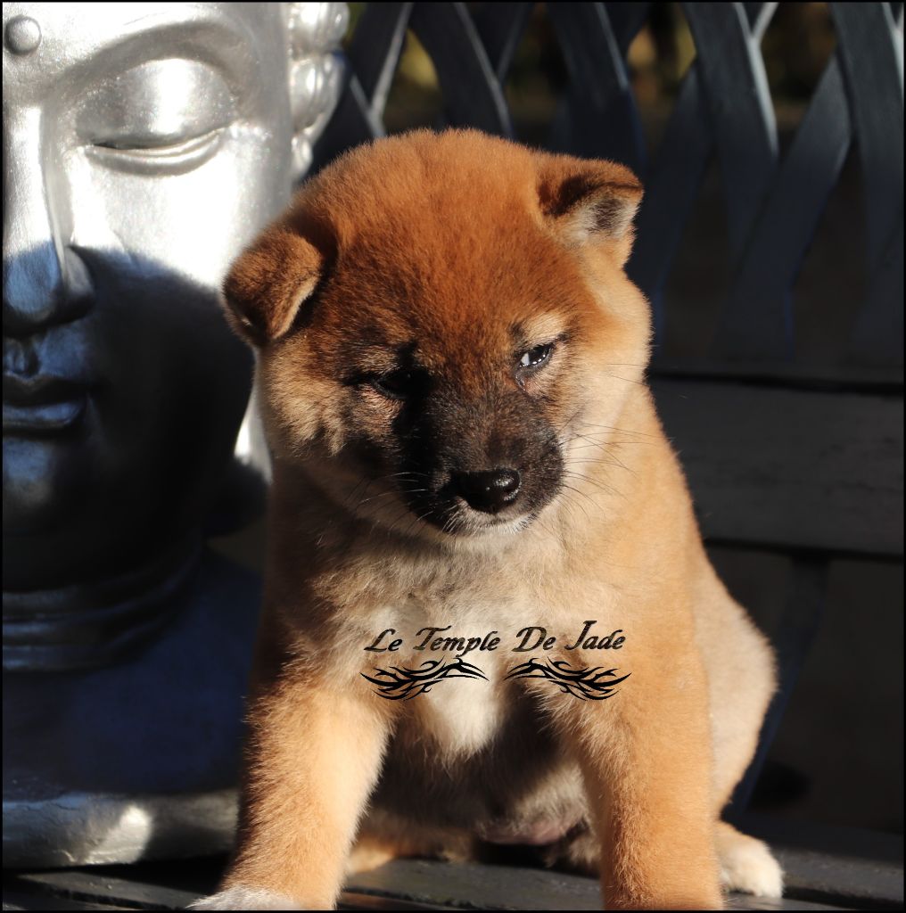 du temple de jade - Chiot disponible  - Shiba