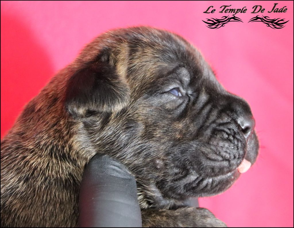 du temple de jade - Chiot disponible  - Cane Corso