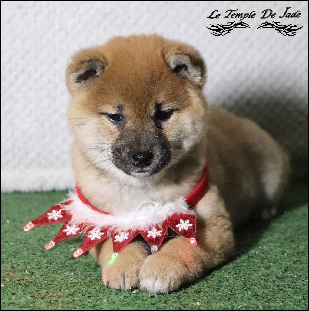 du temple de jade - Chiot disponible  - Shiba