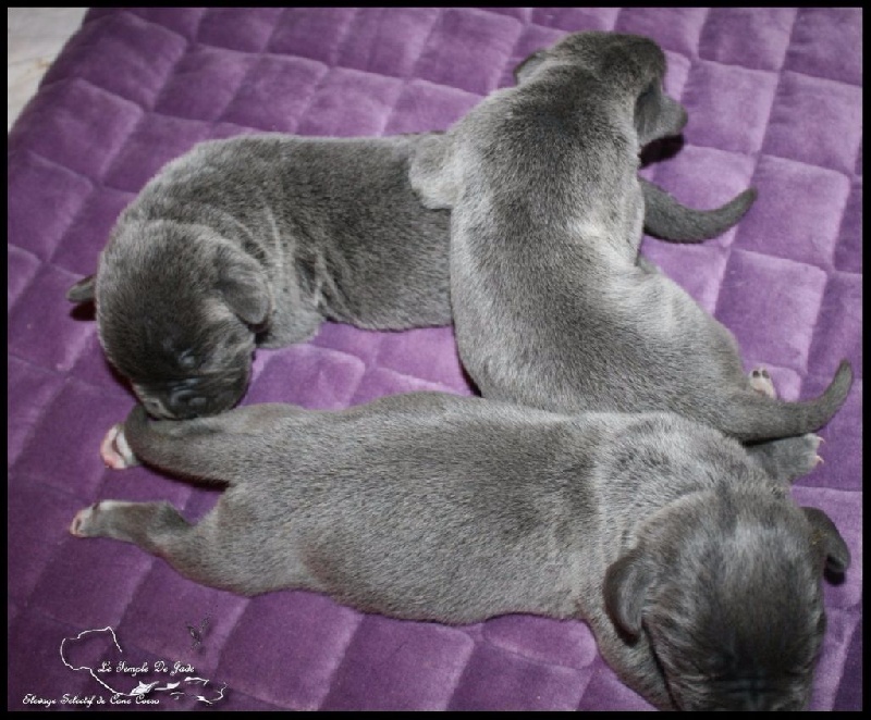 chiot Cane Corso du temple de jade