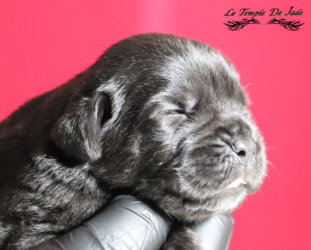 du temple de jade - Chiot disponible  - Cane Corso