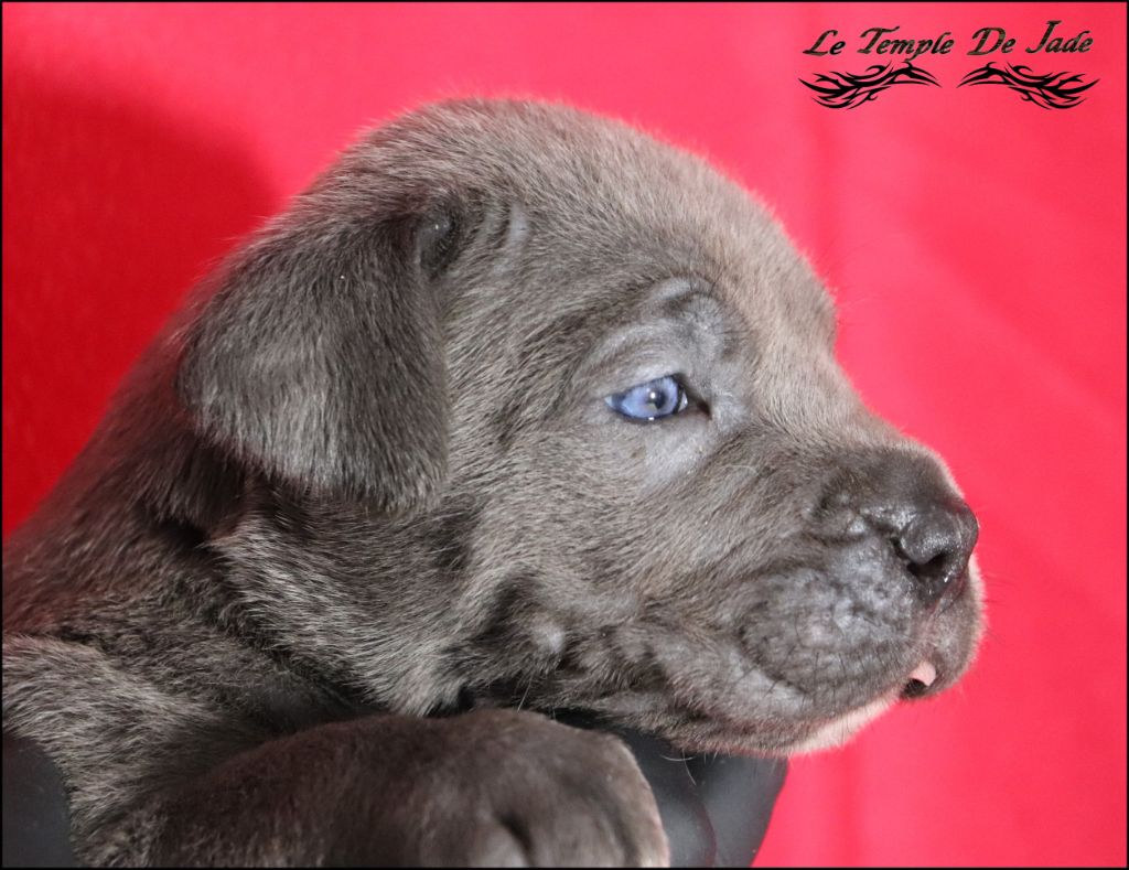 du temple de jade - Chiot disponible  - Cane Corso