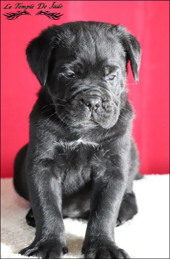 du temple de jade - Chiot disponible  - Cane Corso