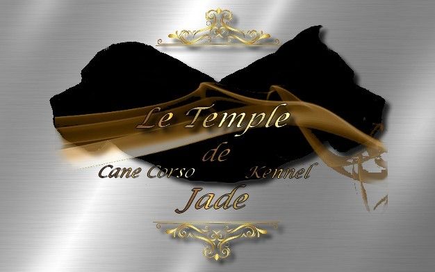 du temple de jade - Chiot disponible  - Cane Corso