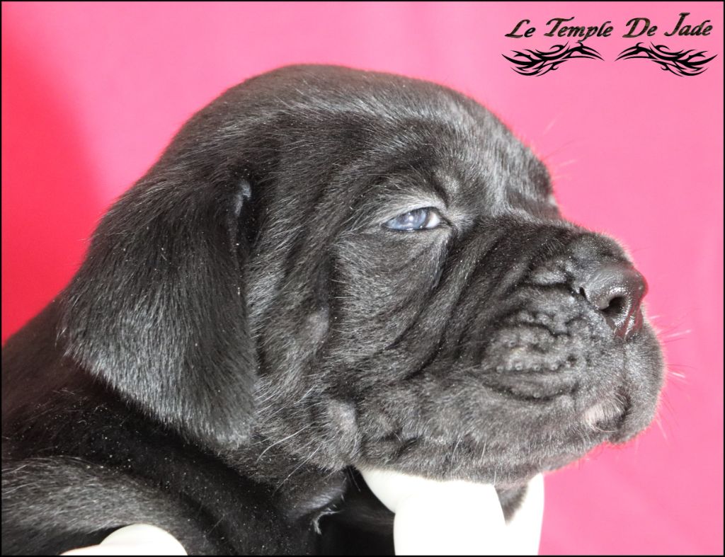 du temple de jade - Chiot disponible  - Cane Corso