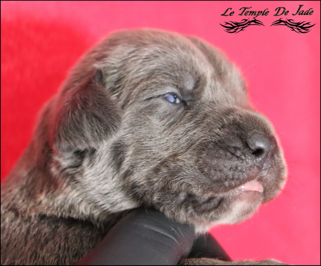 du temple de jade - Chiot disponible  - Cane Corso