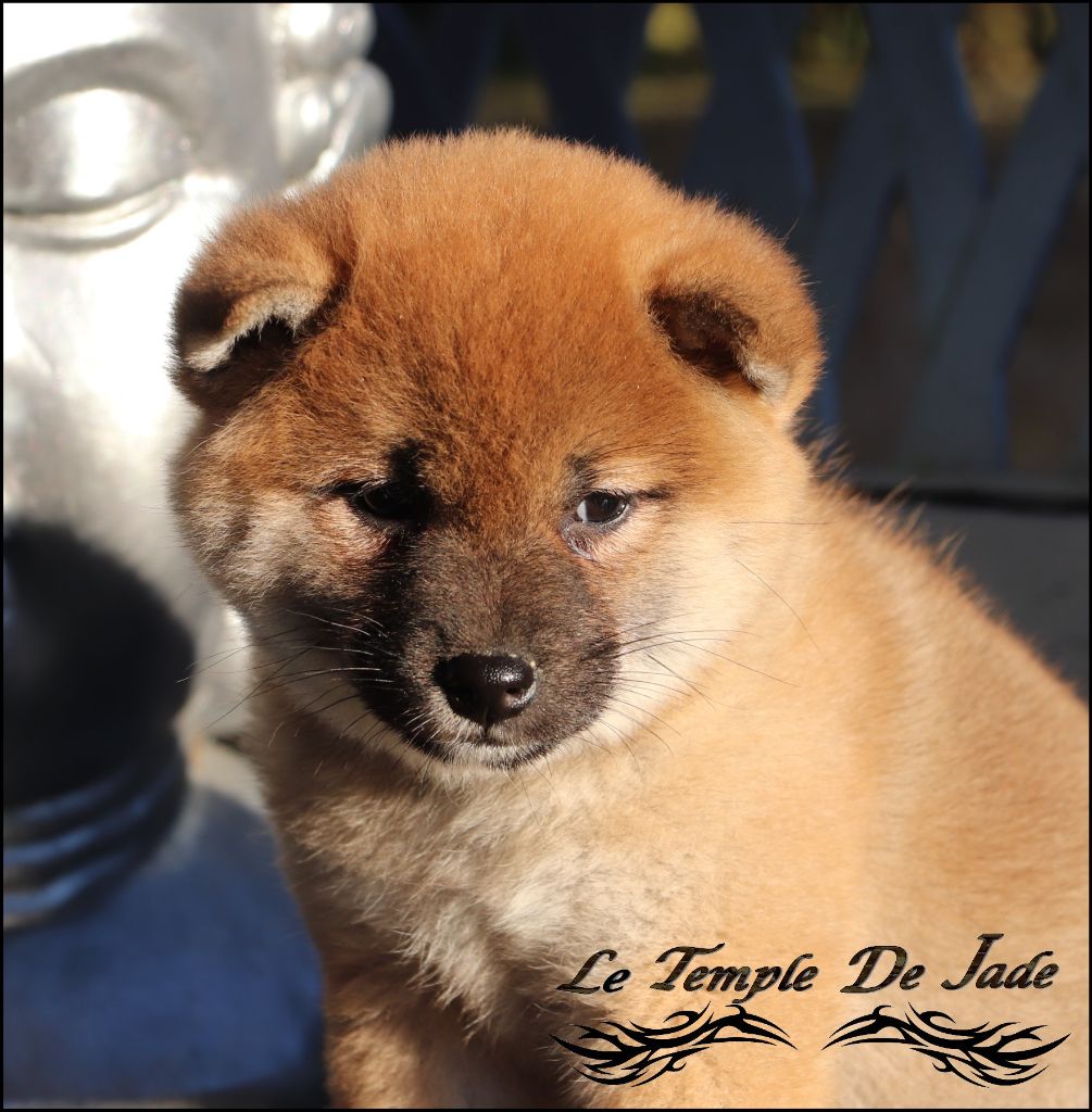 du temple de jade - Chiot disponible  - Shiba