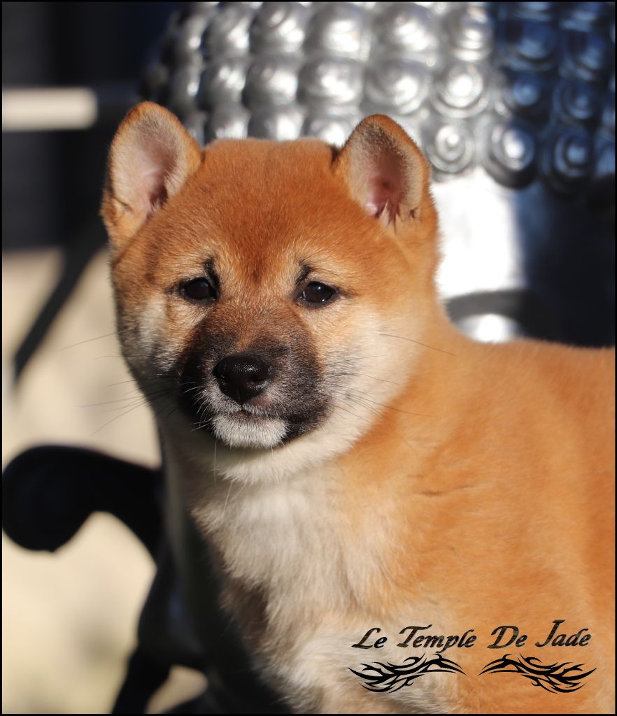 du temple de jade - Chiot disponible  - Shiba