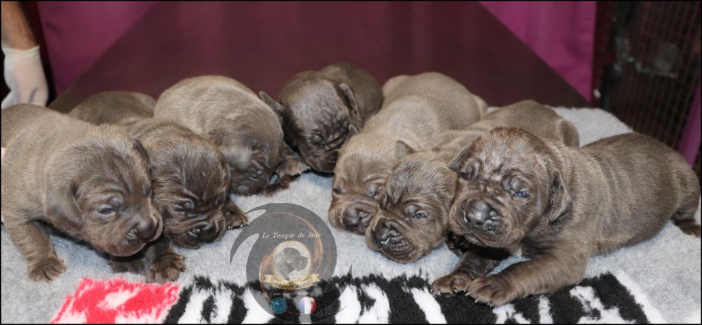 chiot Cane Corso du temple de jade