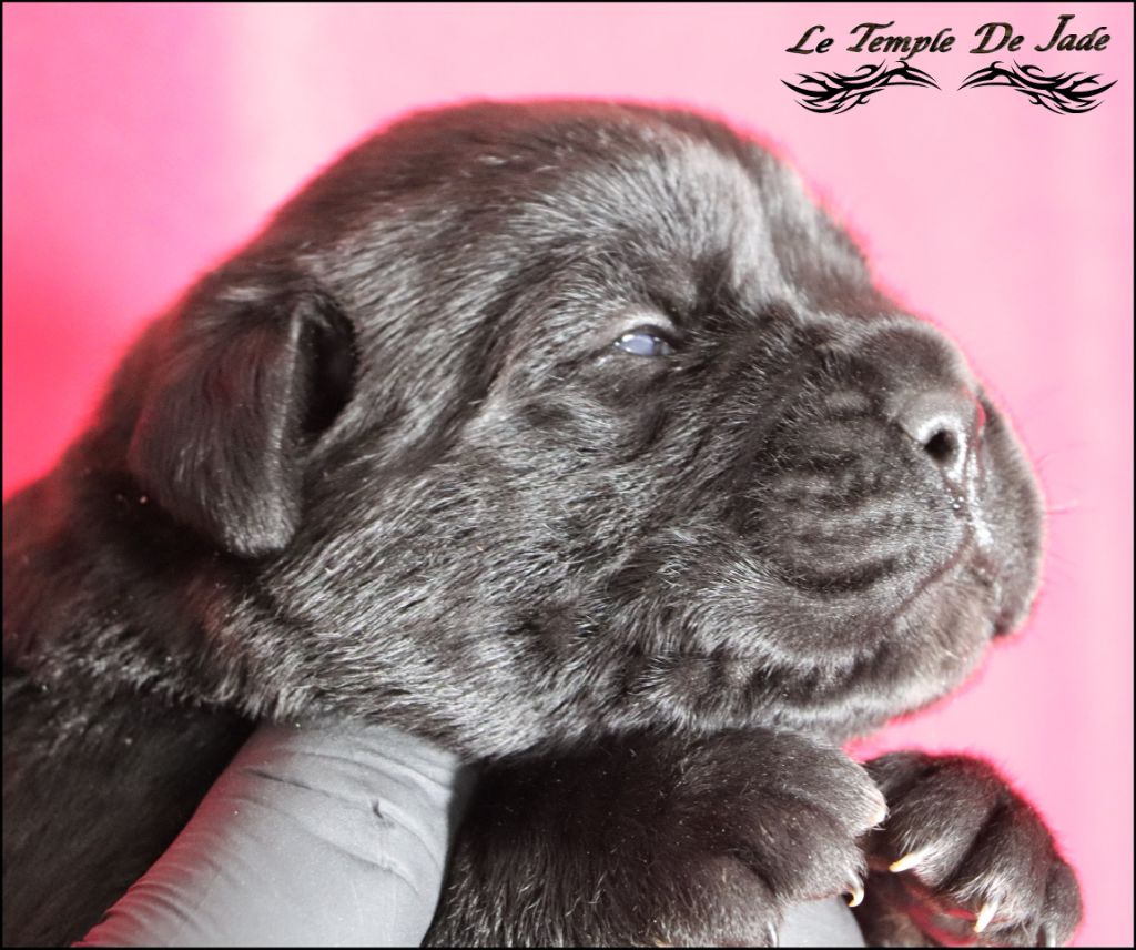 du temple de jade - Chiot disponible  - Cane Corso