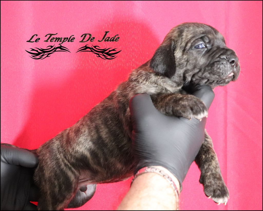 du temple de jade - Chiot disponible  - Cane Corso