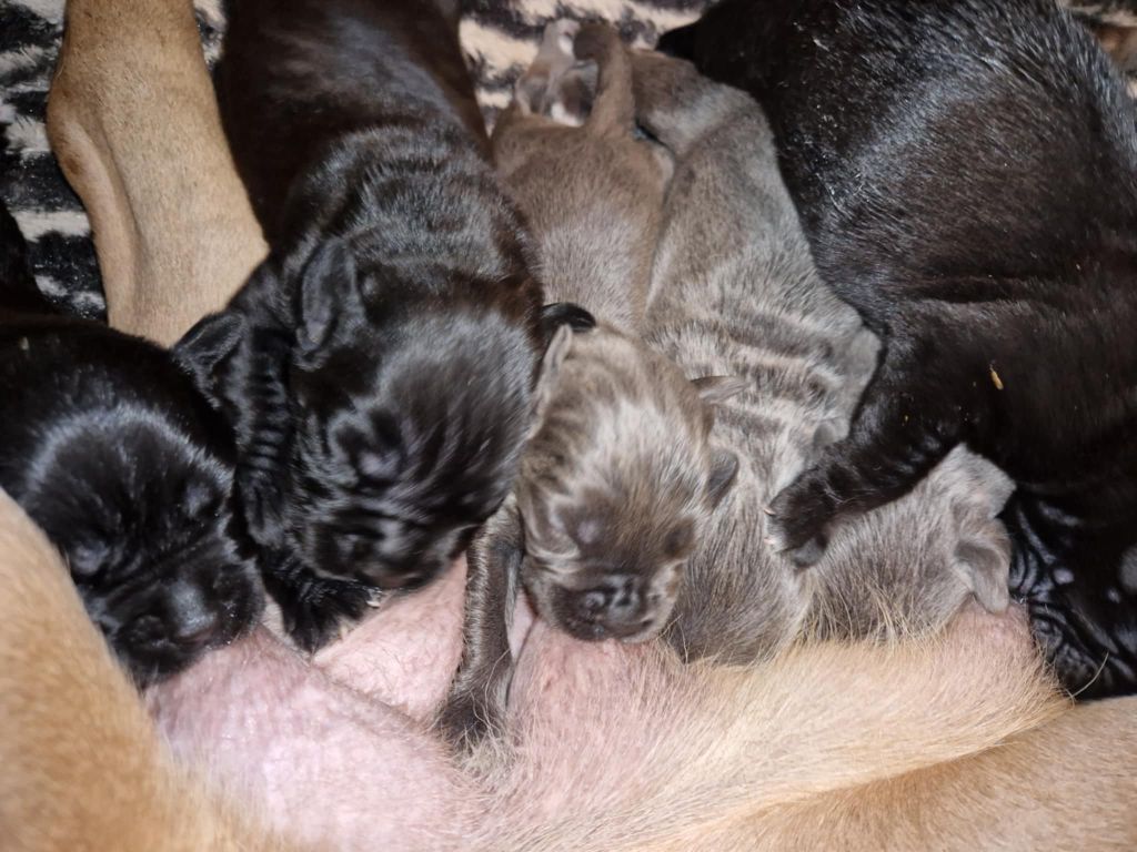 chiot Cane Corso du temple de jade