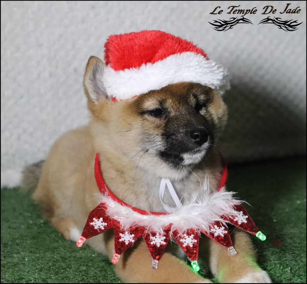 du temple de jade - Chiot disponible  - Shiba