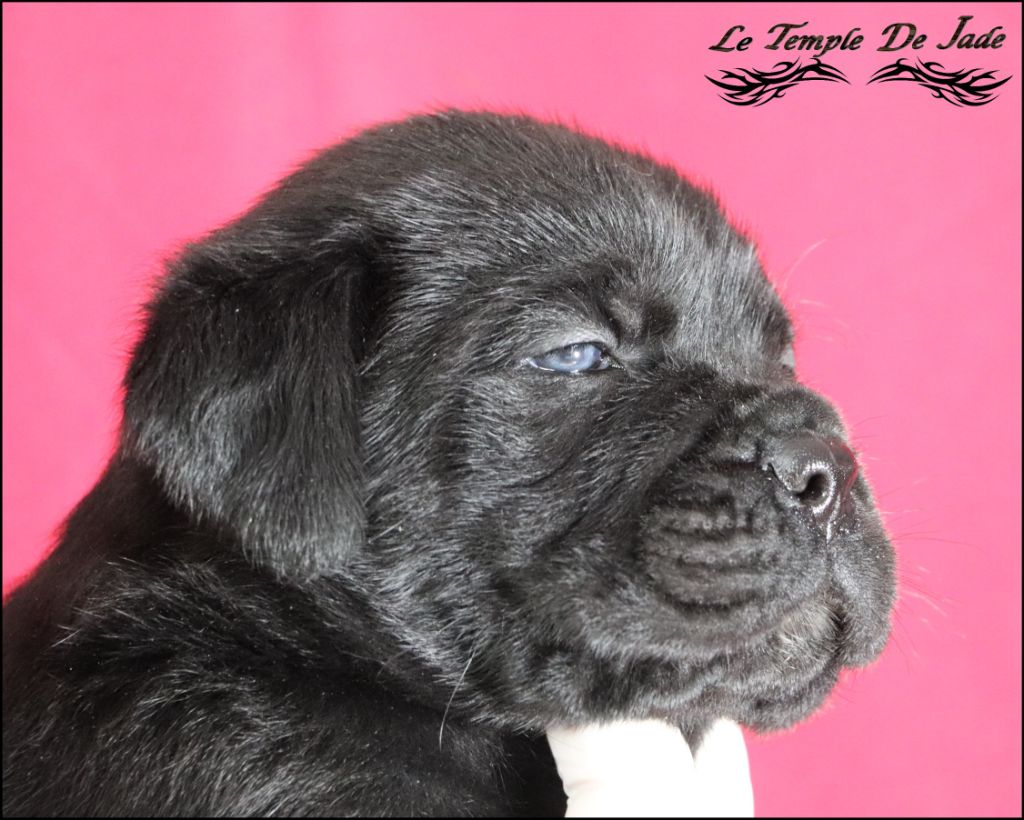 du temple de jade - Chiot disponible  - Cane Corso