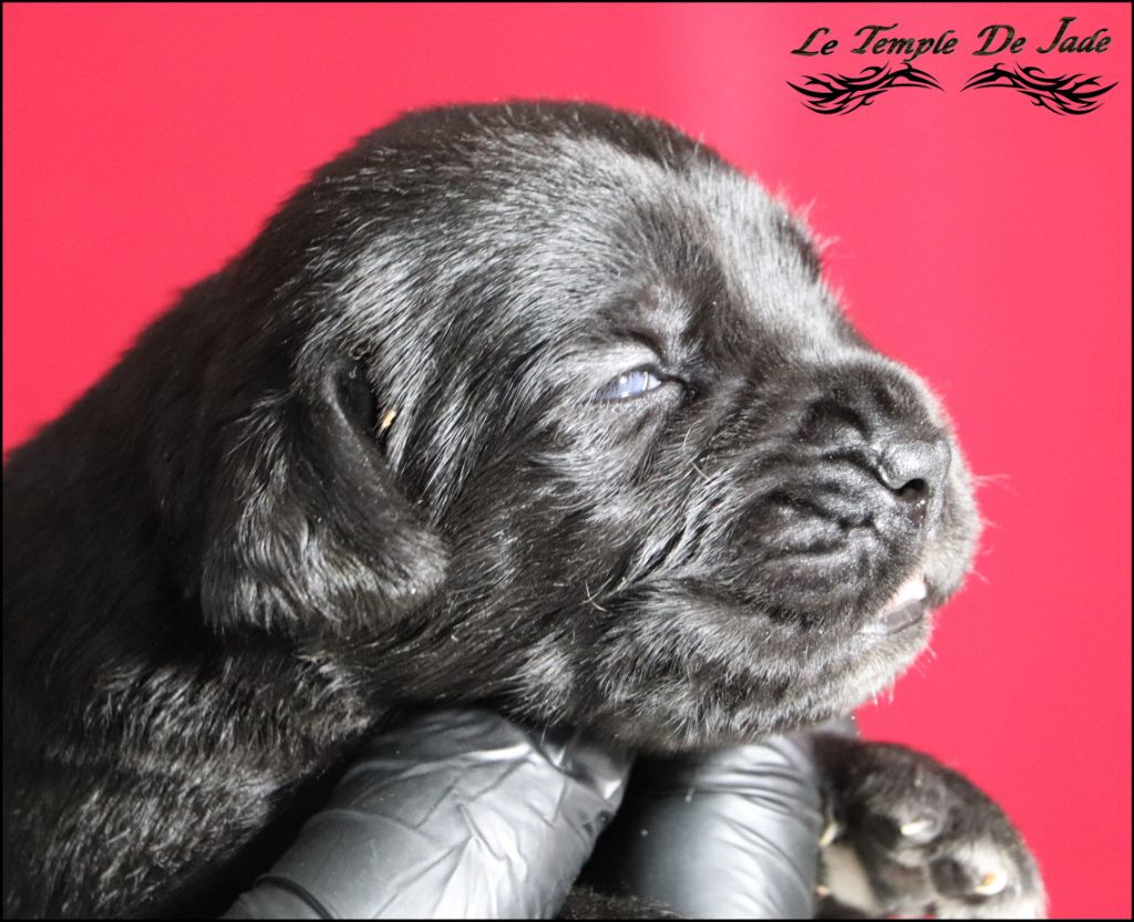 du temple de jade - Chiot disponible  - Cane Corso