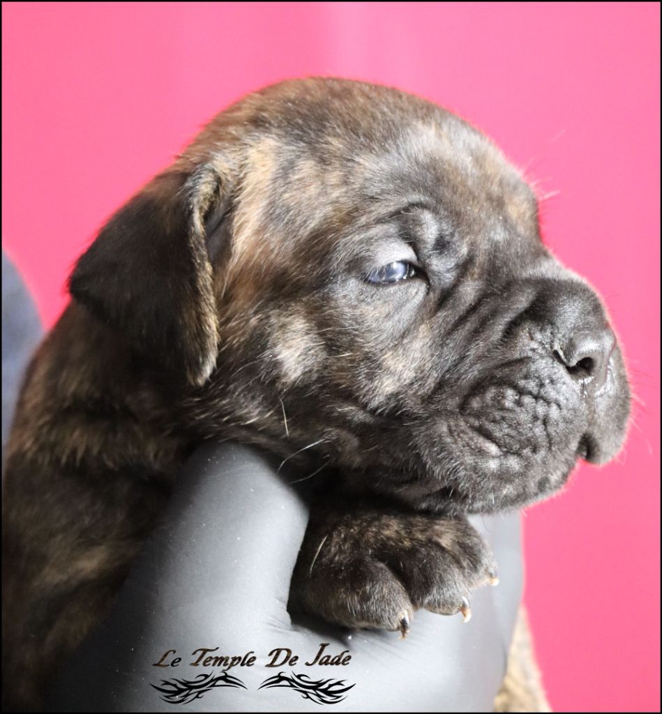 du temple de jade - Chiot disponible  - Cane Corso