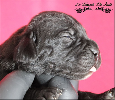 du temple de jade - Cane Corso - Portée née le 11/01/2025