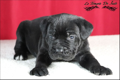 du temple de jade - Cane Corso - Portée née le 29/12/2024