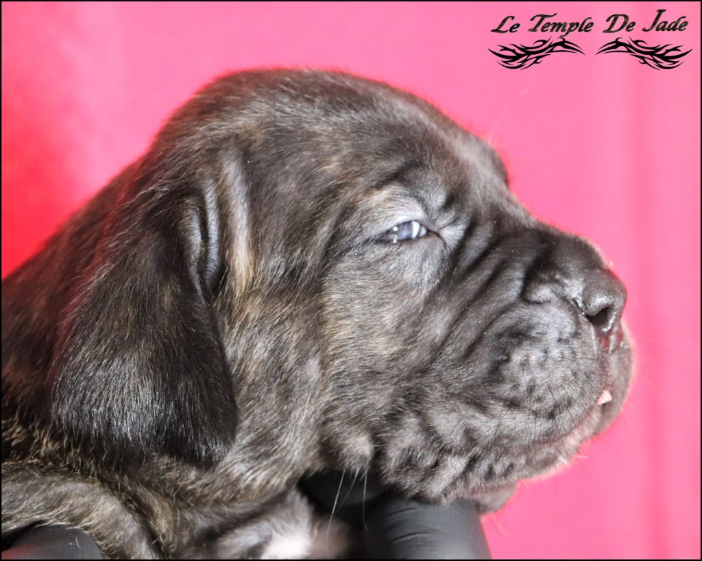 du temple de jade - Chiot disponible  - Cane Corso