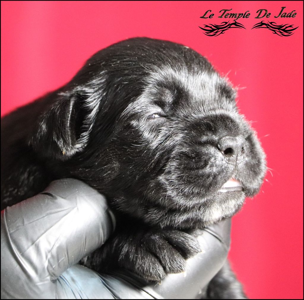 du temple de jade - Chiot disponible  - Cane Corso