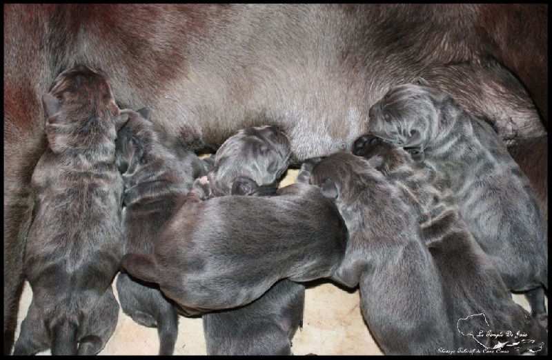 chiot Cane Corso du temple de jade