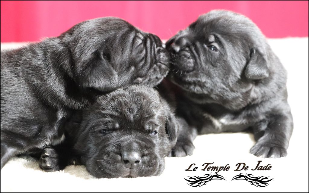 chiot Cane Corso du temple de jade