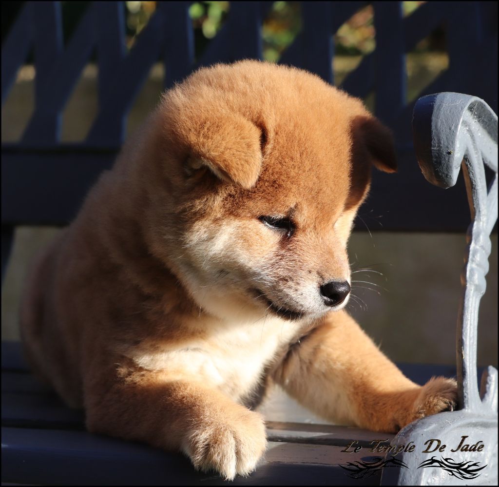 du temple de jade - Chiot disponible  - Shiba