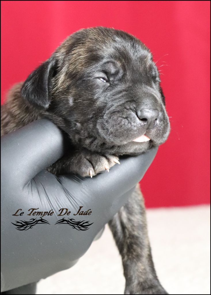 du temple de jade - Chiot disponible  - Cane Corso