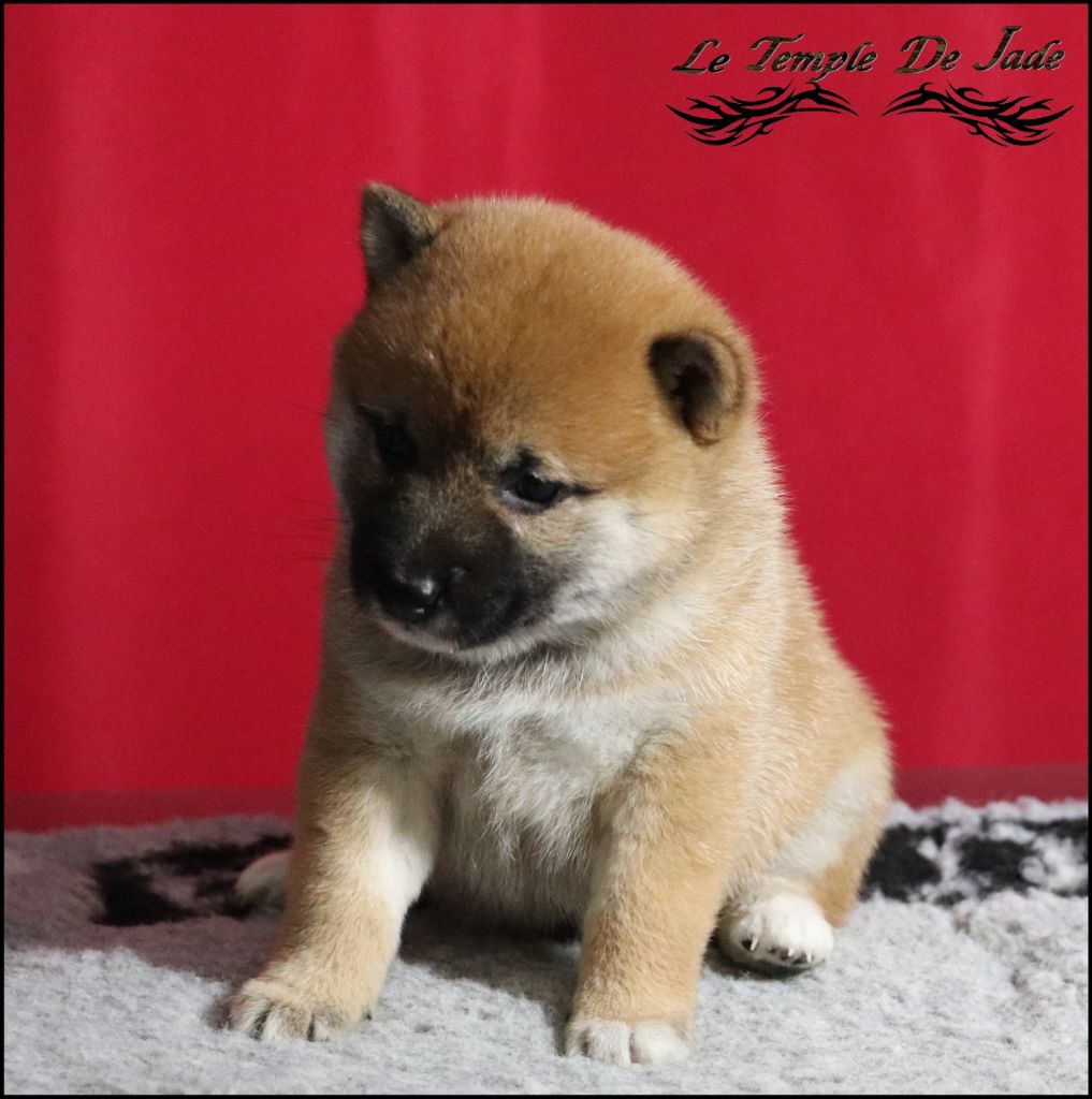 du temple de jade - Chiot disponible  - Shiba