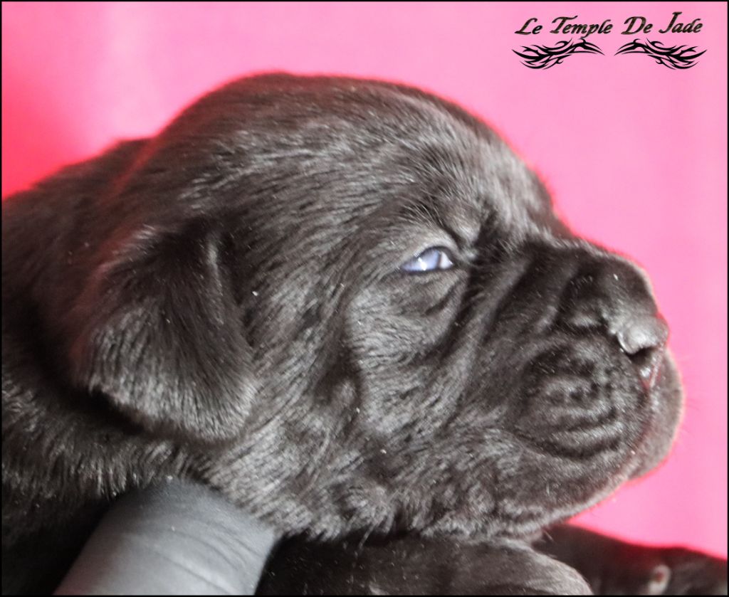 du temple de jade - Chiot disponible  - Cane Corso