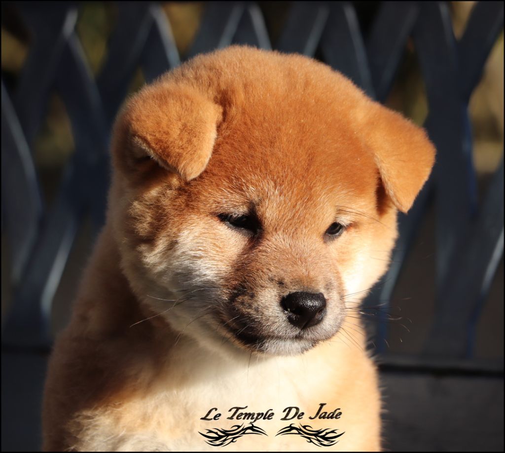 du temple de jade - Chiot disponible  - Shiba