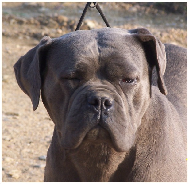 Alesia du temple de jade