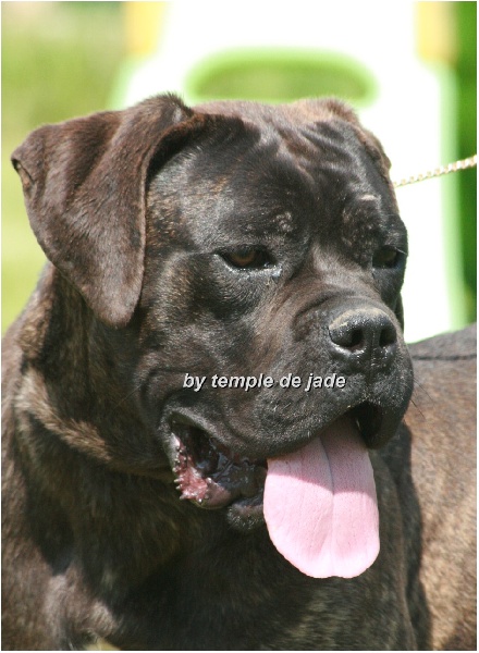 Cassiope du temple de jade