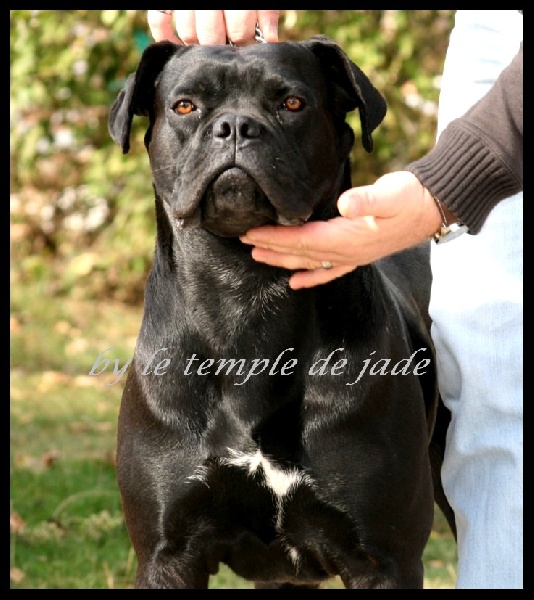 Cameron du temple de jade