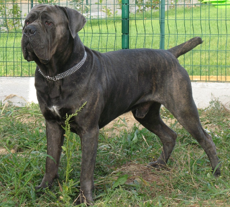 Anakin du temple de jade